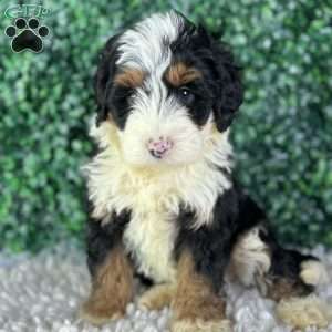 Charlie, Mini Bernedoodle Puppy